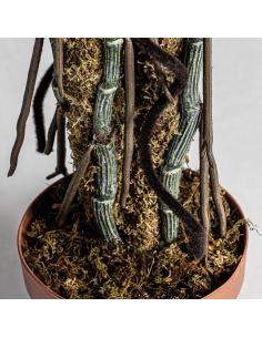 PLANTA SPLIT PHILO 2