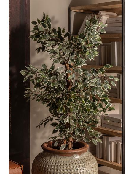 PLANTA FICUS