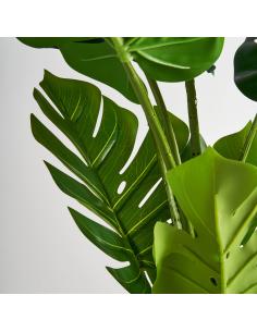 PLANTA MONSTERA 2
