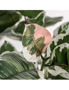 PLANTA ROBLE BLANCO 2