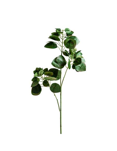 PLANTA HOJAS MANZANO