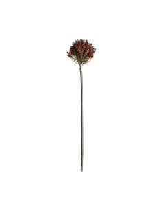 PLANTA ALLIUM 2