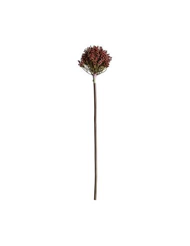 PLANTA ALLIUM