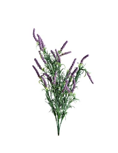 FLOR LAVANDA