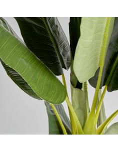 PLANTA BANANERO 2
