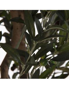 PLANTA OLIVO 2