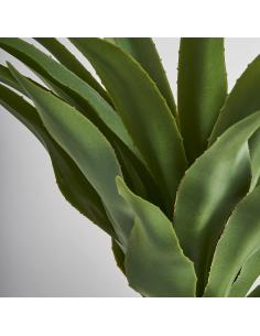 PLANTA YUCCA 2