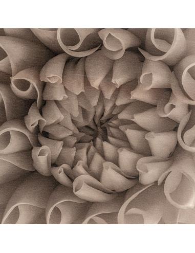 LIENZO WHILL LIENZO WHILL