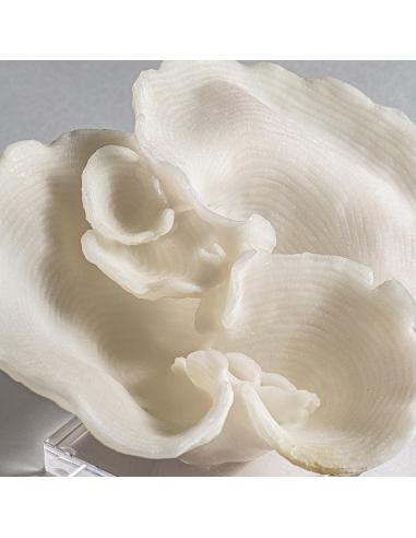 FIGURA DECORATIVA ARRECIFE FIGURA DECORATIVA ARRECIFE